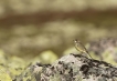 Oiseaux