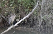 Oiseaux