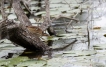 Oiseaux