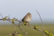 Oiseaux