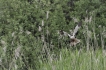 Oiseaux