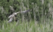 Oiseaux