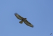 Oiseaux