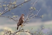 Oiseaux