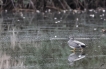 Oiseaux