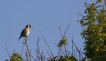 Oiseaux