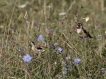 Oiseaux