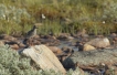 Oiseaux