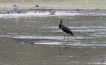 Oiseaux