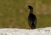 Oiseaux