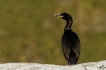 Oiseaux