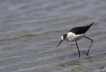 Oiseaux