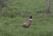 Oiseaux