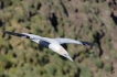 Oiseaux