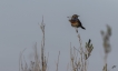 Oiseaux