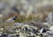 Oiseaux