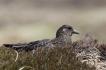 Oiseaux