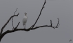 Oiseaux