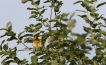 Oiseaux