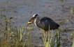 Oiseaux