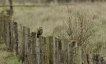 Oiseaux