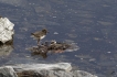 Oiseaux