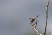 Insectes