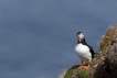 Oiseaux