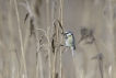 Oiseaux