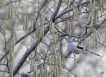 Oiseaux