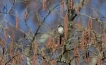 Oiseaux