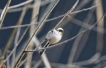 Oiseaux