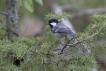 Oiseaux