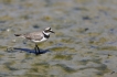 Oiseaux