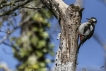 Oiseaux