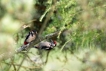 Oiseaux