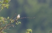 Oiseaux