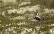 Oiseaux