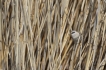 Oiseaux