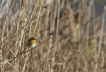 Oiseaux