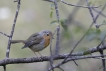 Oiseaux