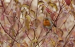 Oiseaux