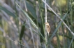 Oiseaux