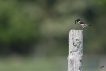 Oiseaux