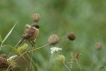 Oiseaux