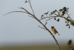 Oiseaux