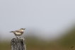Oiseaux