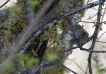 Oiseaux