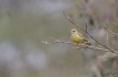 Oiseaux