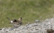 Oiseaux